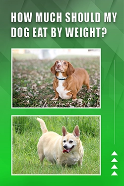 How Much Should My Dog Eat By Weight