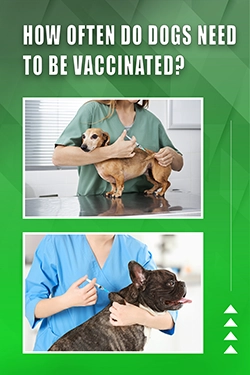 How Often Do Dogs Need To Be Vaccinated