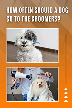 How Often Should A Dog Go To The Groomers