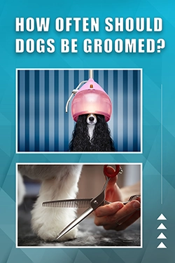 How Often Should Dogs Be Groomed