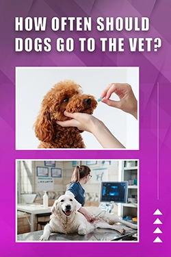 How Often Should Dogs Go To The Vet