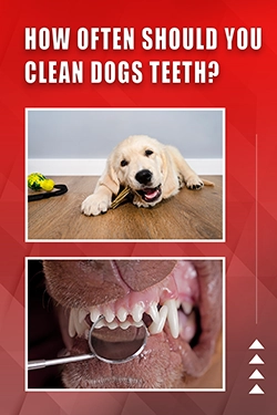 How Often Should You Clean Dogs Teeth