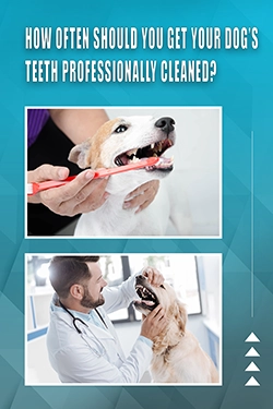 How Often Should You Get Your Dog's Teeth Professionally Cleaned