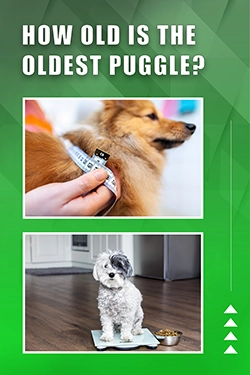 How Old Is The Oldest Puggle