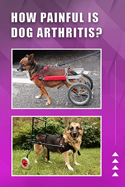 How Painful Is Dog Arthritis