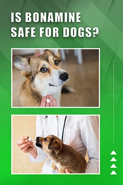 Is Bonamine Safe For Dogs