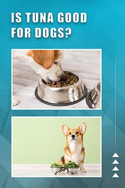 Is Tuna Good For Dogs