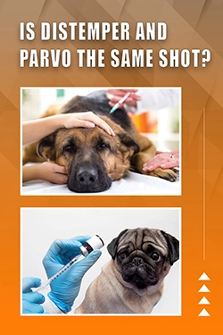 Is Distemper And Parvo The Same Shot