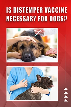 Is Distemper Vaccine Necessary For Dogs