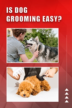 Is Dog Grooming Easy