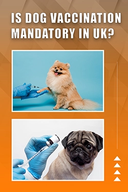 Is Dog Vaccination Mandatory In UK