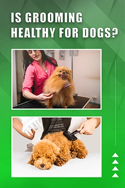 Is Grooming Healthy For Dogs