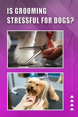 Is Grooming Stressful For Dogs