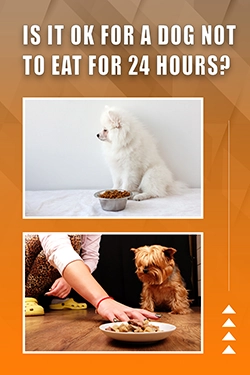 Is It OK For A Dog Not To Eat For 24 Hours