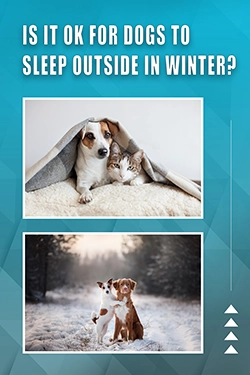 Is It OK For Dogs To Sleep Outside In Winter