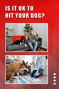 Is It OK To Hit Your Dog