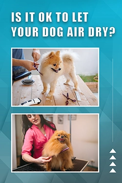 Is It OK To Let Your Dog Air Dry