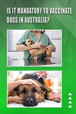 Is It Mandatory To Vaccinate Dogs In Australia