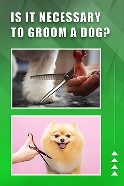 Is It Necessary To Groom A Dog