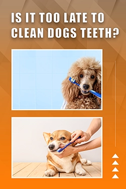 Is It Too Late To Clean Dogs Teeth