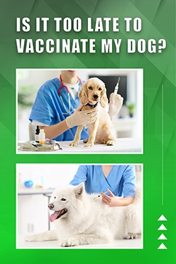 Is It Too Late To Vaccinate My Dog