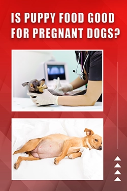 Is Puppy Food Good For Pregnant Dogs