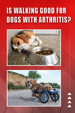 Is Walking Good For Dogs With Arthritis