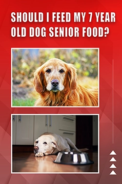 Should I Feed My 7 Year Old Dog Senior Food