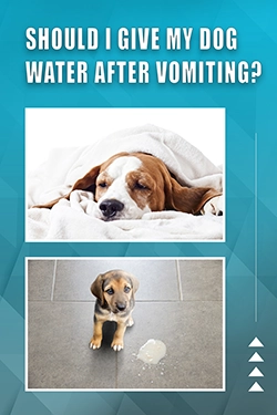 Should I Give My Dog Water After Vomiting