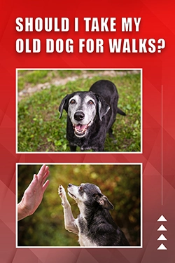 Should I Take My Old Dog For Walks