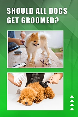 Should All Dogs Get Groomed