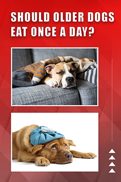 Should Older Dogs Eat Once A Day