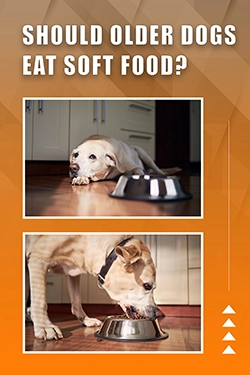 Should Older Dogs Eat Soft Food