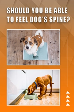Should You Be Able To Feel Dog's Spine