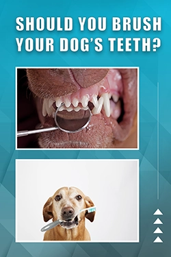 Should You Brush Your Dog's Teeth