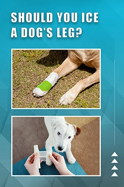 Should You Ice A Dog's Leg