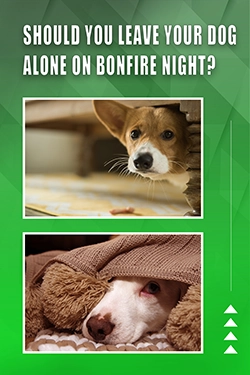 Should You Leave Your Dog Alone On Bonfire Night