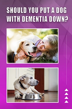Should You Put A Dog With Dementia Down