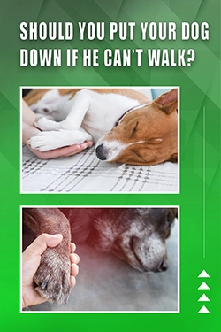 Should You Put Your Dog Down If He Can't Walk