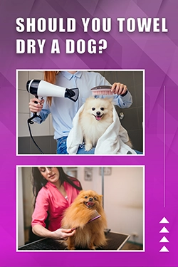 Should You Towel Dry A Dog