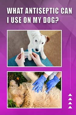 What Antiseptic Can I Use On My Dog
