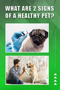 What Are 2 Signs Of A Healthy Pet
