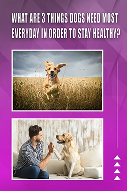 What Are 3 Things Dogs Need Most Everyday In Order To Stay Healthy
