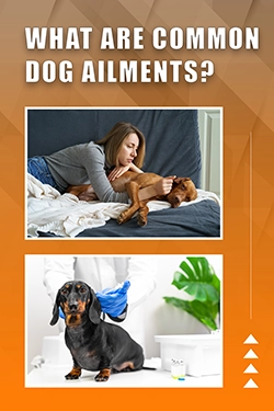 What Are Common Dog Ailments