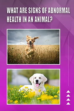 What Are Signs Of Abnormal Health In An Animal