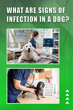 What Are Signs Of Infection In A Dog