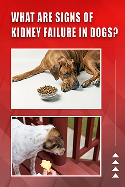 What Are Signs Of Kidney Failure In Dogs