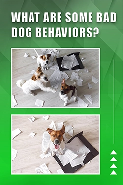 What Are Some Bad Dog Behaviors
