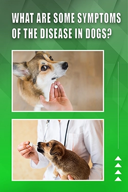 What Are Some Symptoms Of The Disease In Dogs