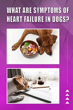 What Are Symptoms Of Heart Failure In Dogs